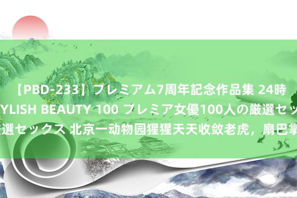 【PBD-233】プレミアム7周年記念作品集 24時間 PREMIUM STYLISH BEAUTY 100 プレミア女優100人の厳選セックス 北京一动物园猩猩天天收敛老虎，扇巴掌揪耳朵，网友：你等它两年